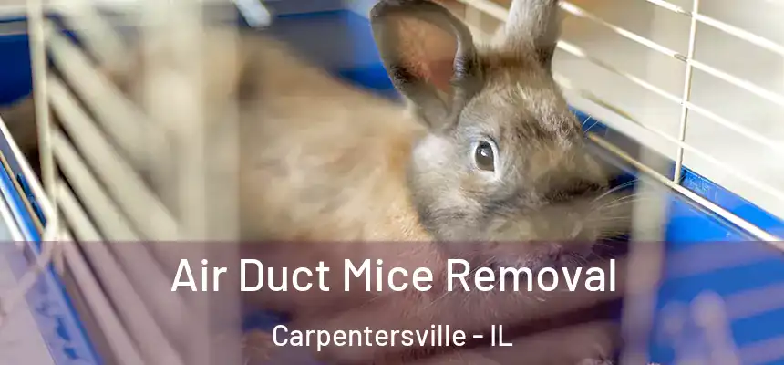  Air Duct Mice Removal Carpentersville - IL