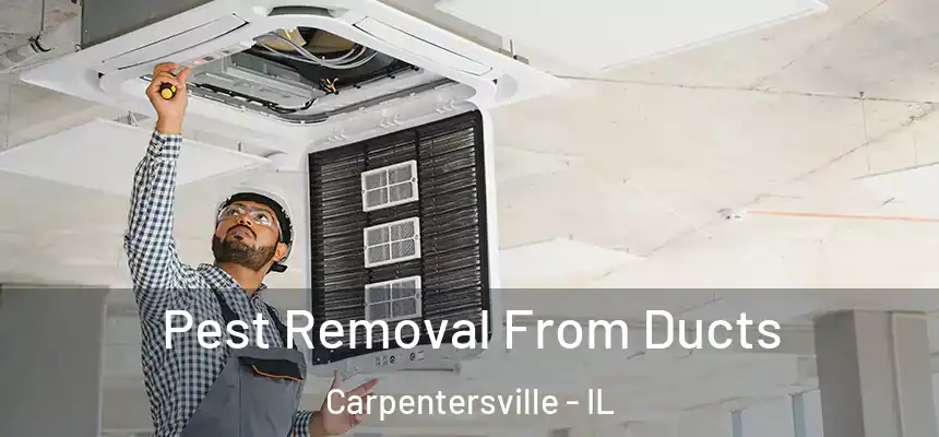  Pest Removal From Ducts Carpentersville - IL